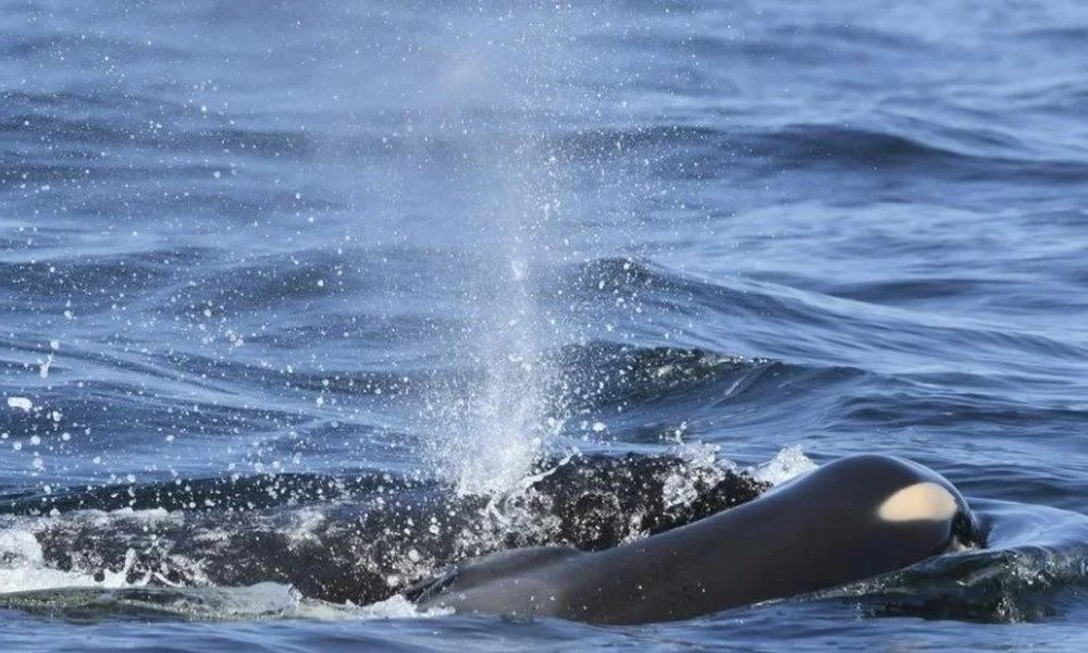 H όρκα που συγκίνησε τον πλανήτη κουβαλώντας επί 17 ημέρες το νεκρό μωρό της